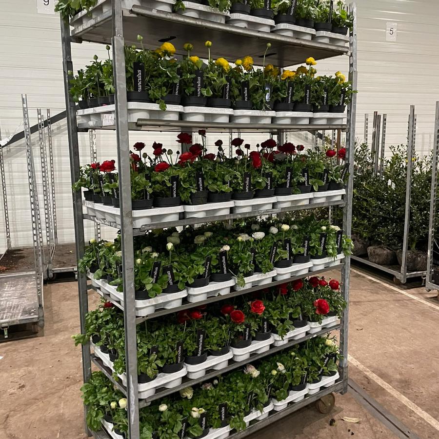 Kar met vaste planten in de hal